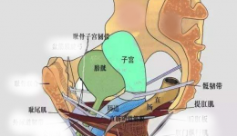 盆底功能康复