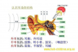 乳突根治术护理